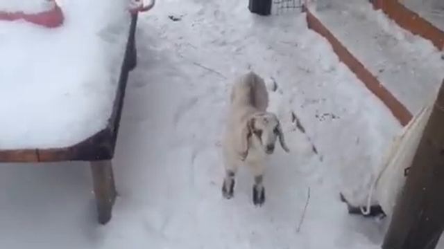 Лечение беломышки у козлёнка , день третий. смотреть онлайн