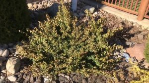 Вечнозелёный бересклет в марте!! Euonymus !!