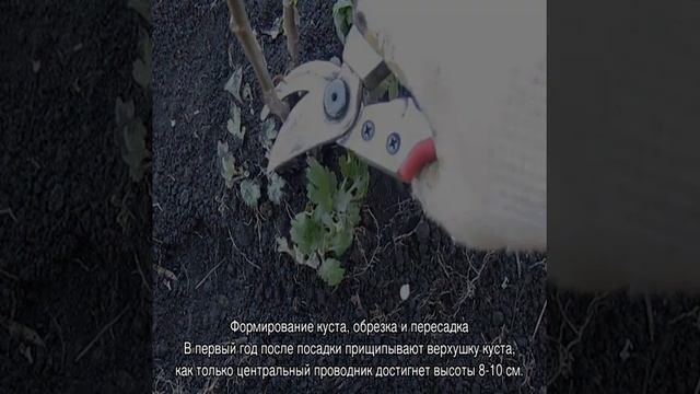 Хризантема Бакарди — посадка и уход в открытом грунте смотреть онлайн