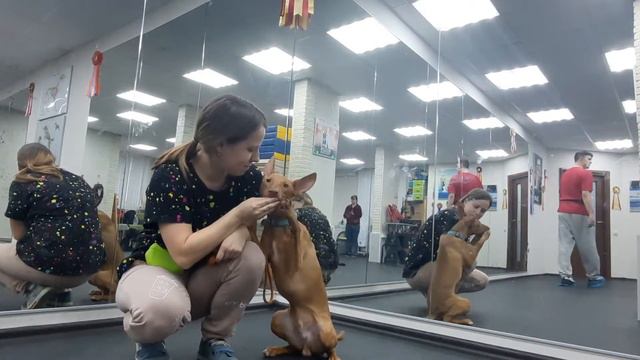 Чирнеко Котька. Дрессировка смотреть онлайн