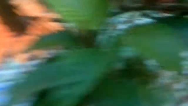 мастацембел арматус ест Mastacembelus Armatus