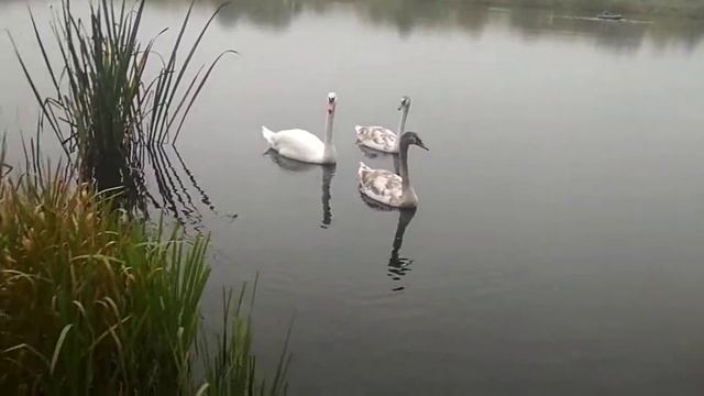 Военный городок Печи. Осень Озеро. смотреть онлайн