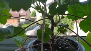 Пеларгония* Особенности ухода - **ЛЕОНА ГАЛАКТИКА**   В домашних условиях.