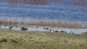 Гусь Белолобый, Птицы Новгородской области, наблюдение 8 мая 2023