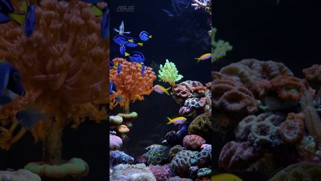 Лучшие тест видео асус зенфон2 551 смотреть онлайн