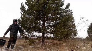 Заработок на всю зиму по 3000 рублей в день!!! Сбор семенной сосновой шишки как!!!