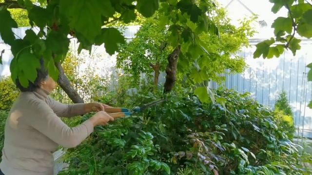 Как стригу магонию и самшит. Четвертая обработка роз. 21.05.2022 г. Пятигорск. смотреть онлайн