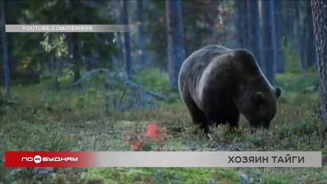 Медведь прогуливался ночью по улицам Братска смотреть онлайн