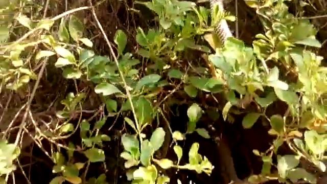 Fight between snake and bat смотреть онлайн