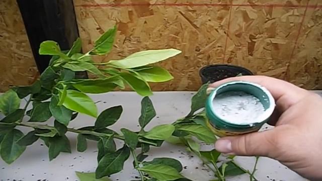 How to Grow LEMON Tree from Cuttings to Clone Fruit Trees смотреть онлайн