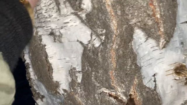 Берегите природу и глушите отверстия после забора сока смотреть онлайн