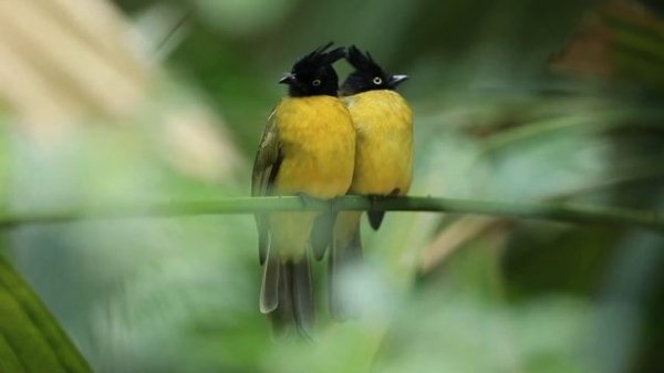 4K EXOTIC AMAZON BIRDS- JUNGLE SOUNDS| SCENIC RELAXATION| STRESS RELIEF FILM