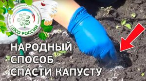 Народное средство от вредителей пекинской капусты. Выращиваем капусту пекинскую.