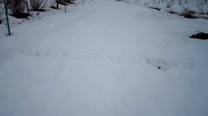 ЗОЛА ПО СНЕГУ ВЕСНОЙ ПЕРВОЕ ВНЕСЕНИЕ УДОБРЕНИЯ