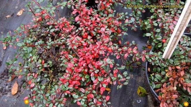 Кизильник мелколистный. Краткий обзор, описание характеристик cotoneaster microphyllus смотреть онлайн