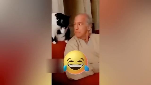 Приколы с котами! Самая смешная озвучка животных! Смешное видео! смотреть онлайн