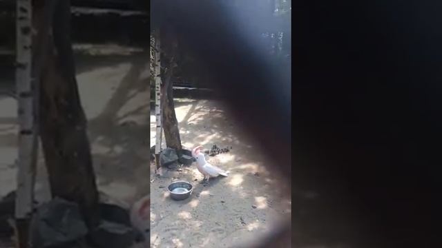 Какаду . Попугай разговаривает. смотреть онлайн