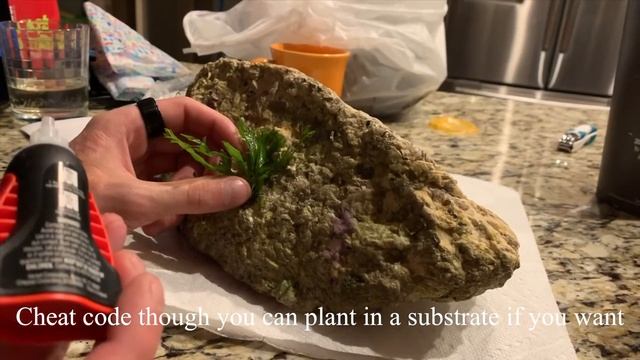 Planting Java Fern Windelov, Microsorum Pteropus смотреть онлайн