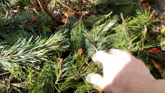 Не забудьте о голубике осенью для богатого урожая смотреть онлайн