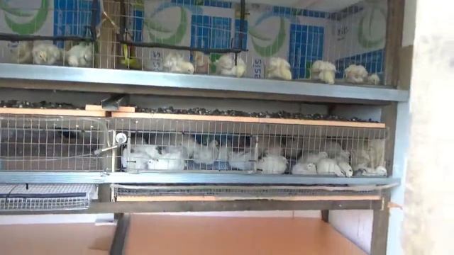 ВЕЛИКОЕ ПЕРЕСЕЛЕНИЕ БРОЙЛЕРОВ Сортируем птицу в 18 дней смотреть онлайн