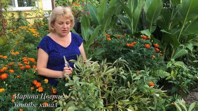 ПИОНЫ В АВГУСТЕ смотреть онлайн