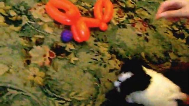 щенок забыл где лоток и уписался смотреть онлайн