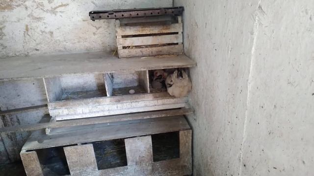 Мускусная утка села насиживать яйца! смотреть онлайн