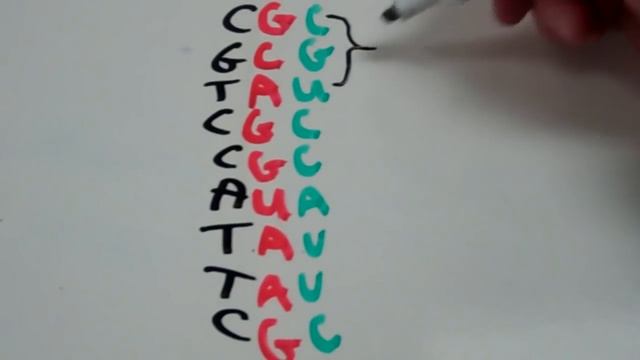 Decoding the Genetic Code from DNA to mRNA to tRNA to Amino Acid смотреть онлайн