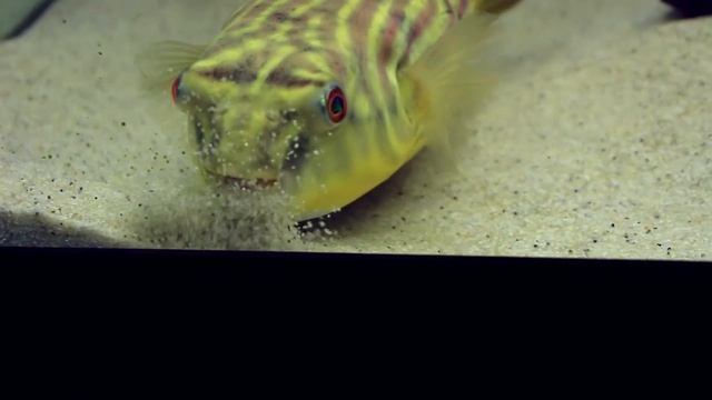 Giant Fahaka Puffer Attacks Shrimps!