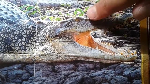 Гребнистый крокодил смотреть онлайн