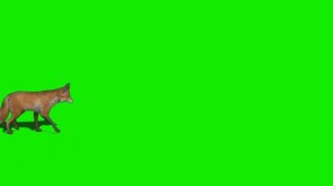 Animals Zoo escape Green Screen Video