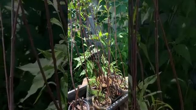 Саженцы Вербы красной (краснотал) 200 руб/шт. Заказ через Авито https://www.avito.ru/2487515250 смотреть онлайн