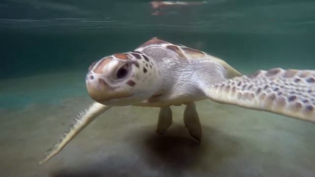 Приют для морских черепах на Шри-Ланке Mahamodara Sea Turtle Hatchery Centre смотреть онлайн