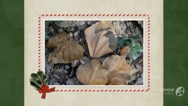 Phyllosticta concentrica - fungi kingdom смотреть онлайн