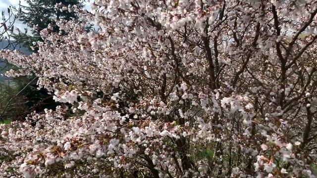 Prunus incisa Kojo-no-mai смотреть онлайн