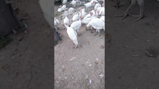 содержание индейки на улице круглосуточно. мой опыт. смотреть онлайн