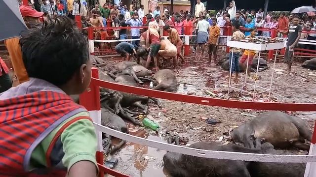 Mohtor Kara Bali Kali Puja #sunilafficialmusic https://bigcash.live/?i=127410586 смотреть онлайн
