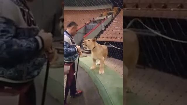 Репетиция с хищниками Запашные