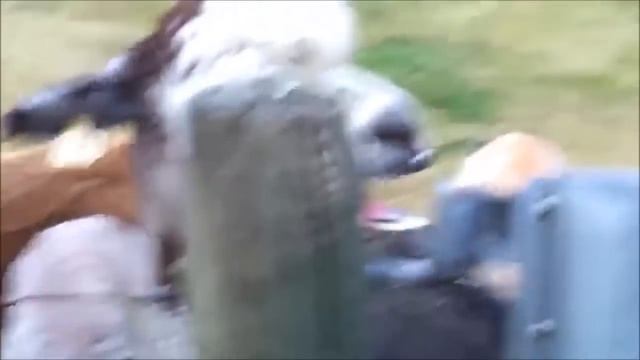 10 Funniest Alpaca Videos