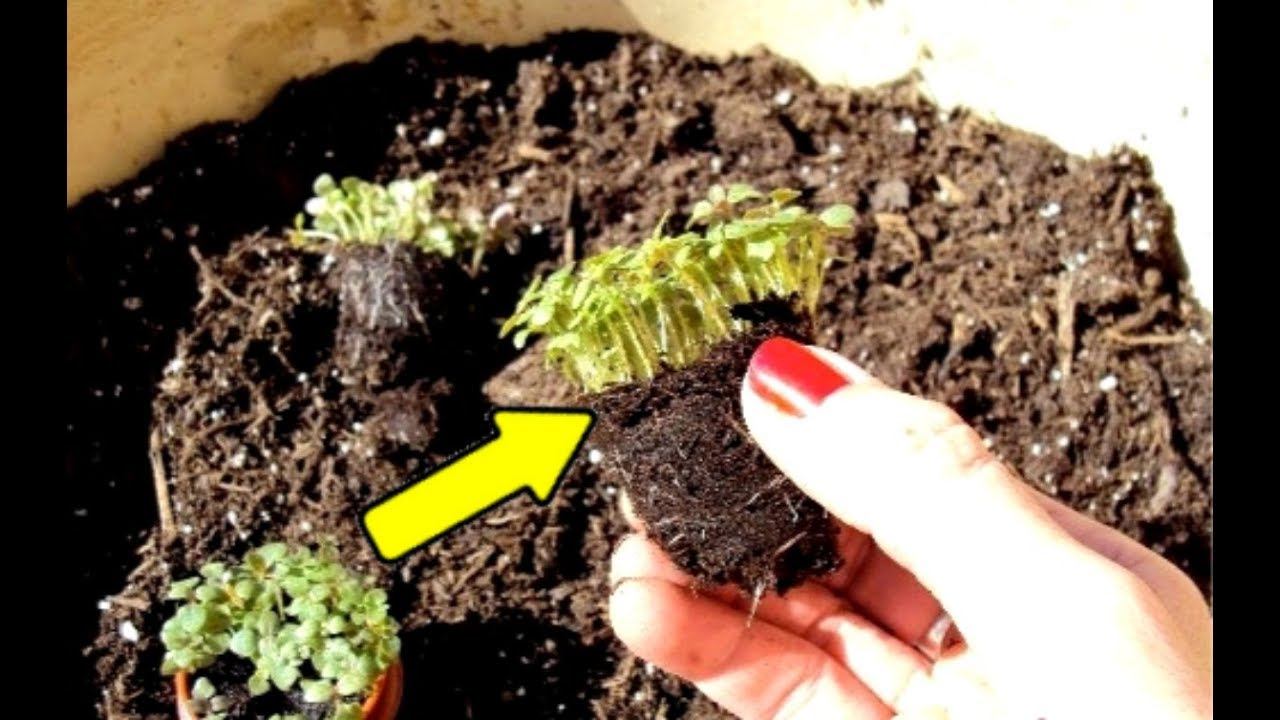 Посейте львиный зев на рассаду в декабре январе этим способом для супер цветения в мае! смотреть онлайн