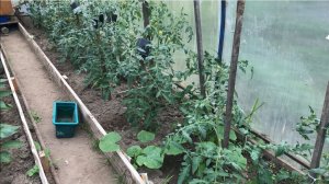 Когда и как обрезать листья у томатов