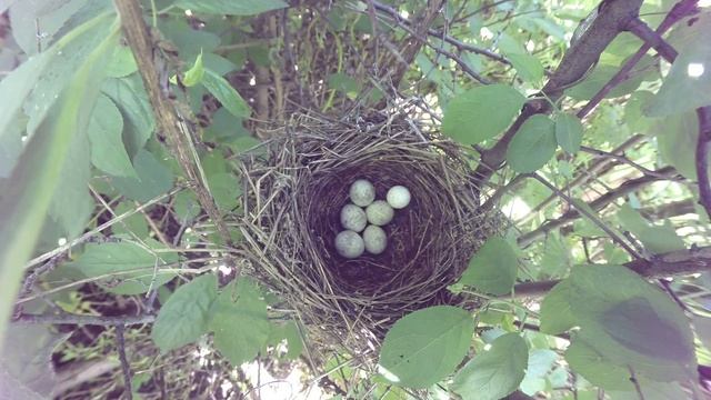 Славка Ястребиная 160613 3 в терне 0615 подброс яйца болтуна синицы 11 смотреть онлайн