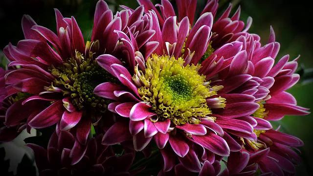 Самые красивые песни и цветы онлайн смотреть онлайн