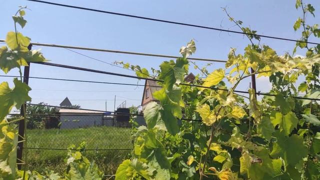 Что необходимо сделать после цветения винограда. смотреть онлайн