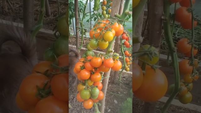 Что делать, если томаты ЖИРУЮТ смотреть онлайн