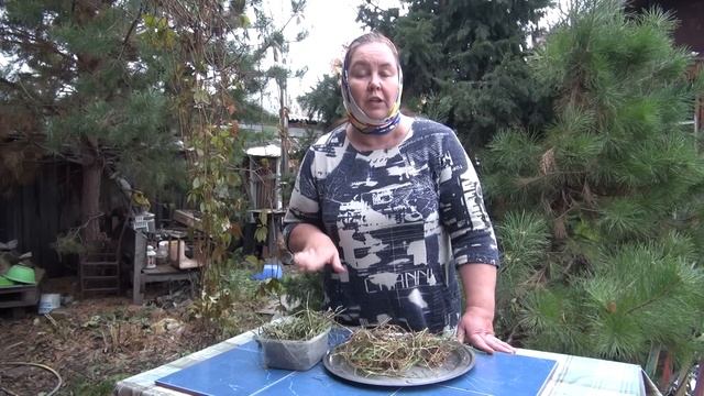 ПЫРЕЙ. КОРНИ ПЫРЕЯ || Полезный сорняк