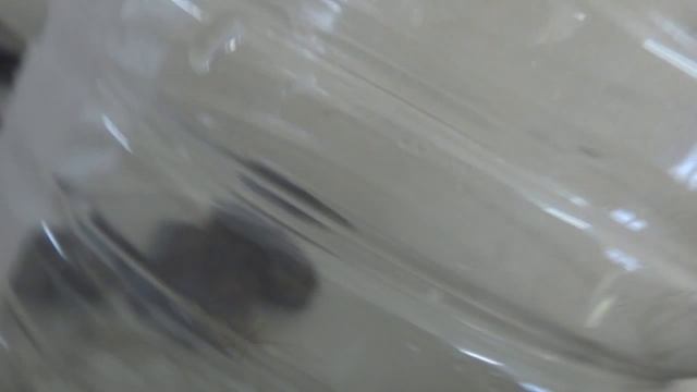 Giant daddy long legs spider vs small house spider смотреть онлайн