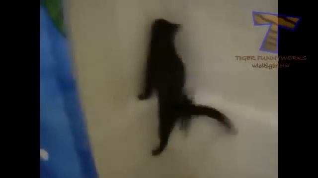 Невероятно смешные приколы про кошек, не любящих купаться в ванной смотреть онлайн