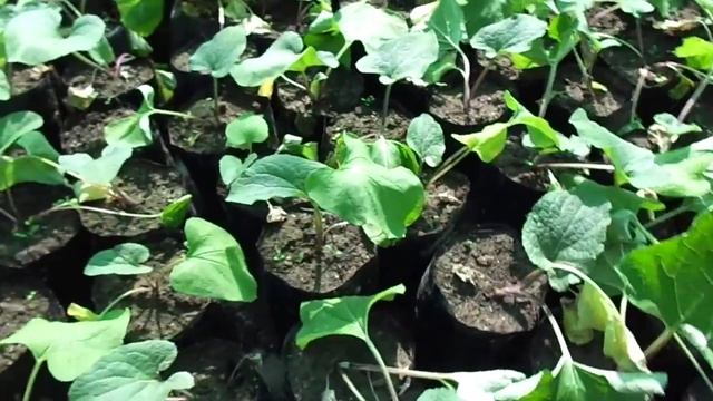 Saussurea costus [ Roots & Seeds India ] смотреть онлайн