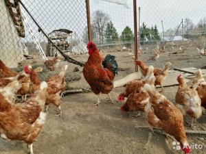 Если куры гадят в гнёзда - отучаем быстро и надёжно